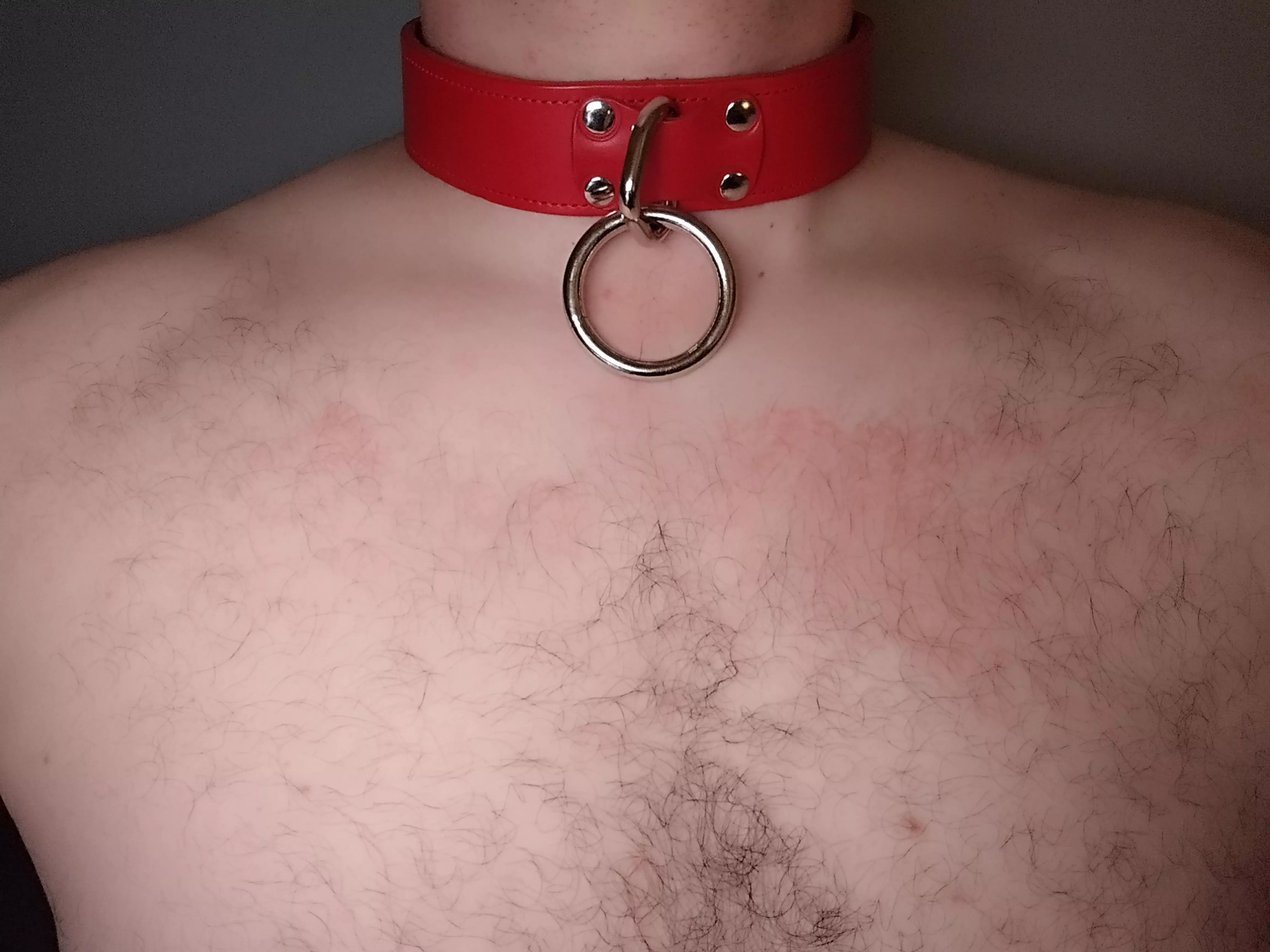 All collared up and ready to serve ⛓️