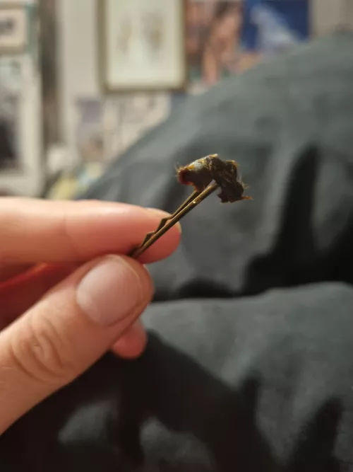 Pulled this from my ear