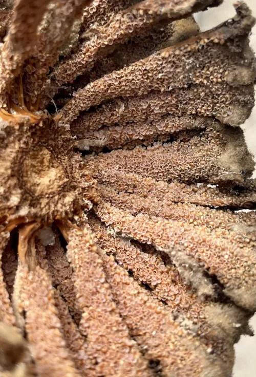 Sago Palm seeds had me tripping