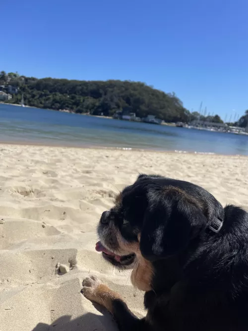 Ralph the pugalier chillin in syd Australia