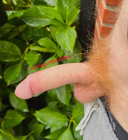 My ginger dick to you. If you could use it?