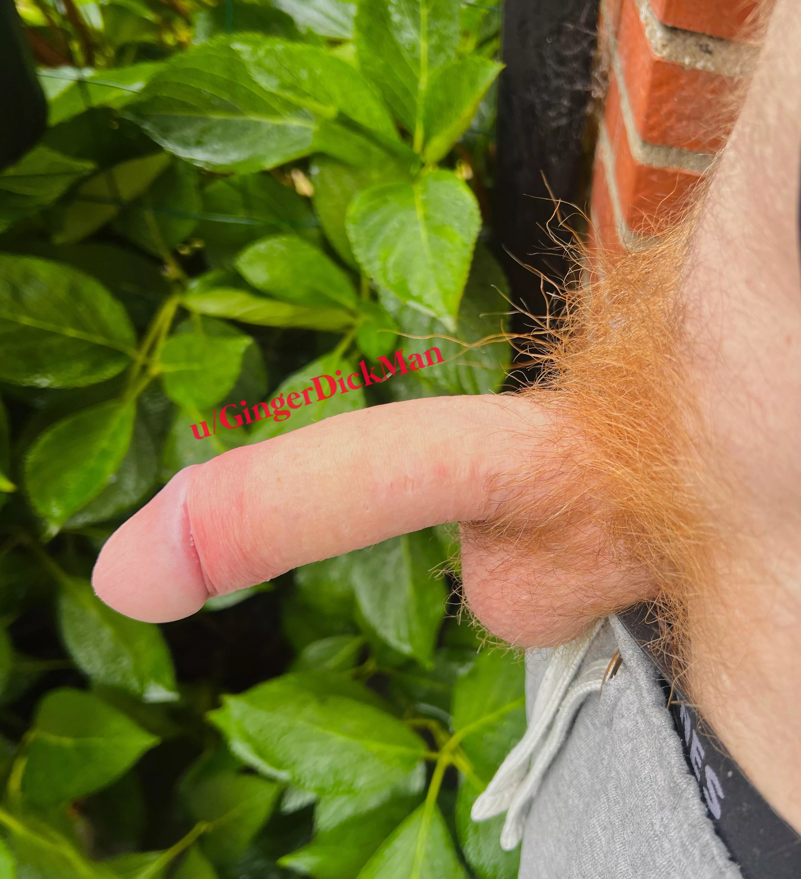 My ginger dick to you. If you could use it?
