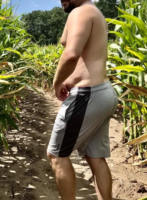 (33) Cub in the corn