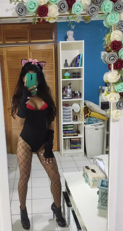 [F] kitty cat is ready to play.