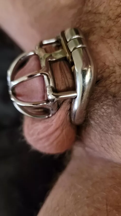 Slowly but surely getting too small for the steel cage. Any suggestions for what the next one should be?