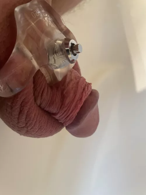 Small cocks have to be caged, have to be humiliated, have to be submissive and only opened for hygiene😊