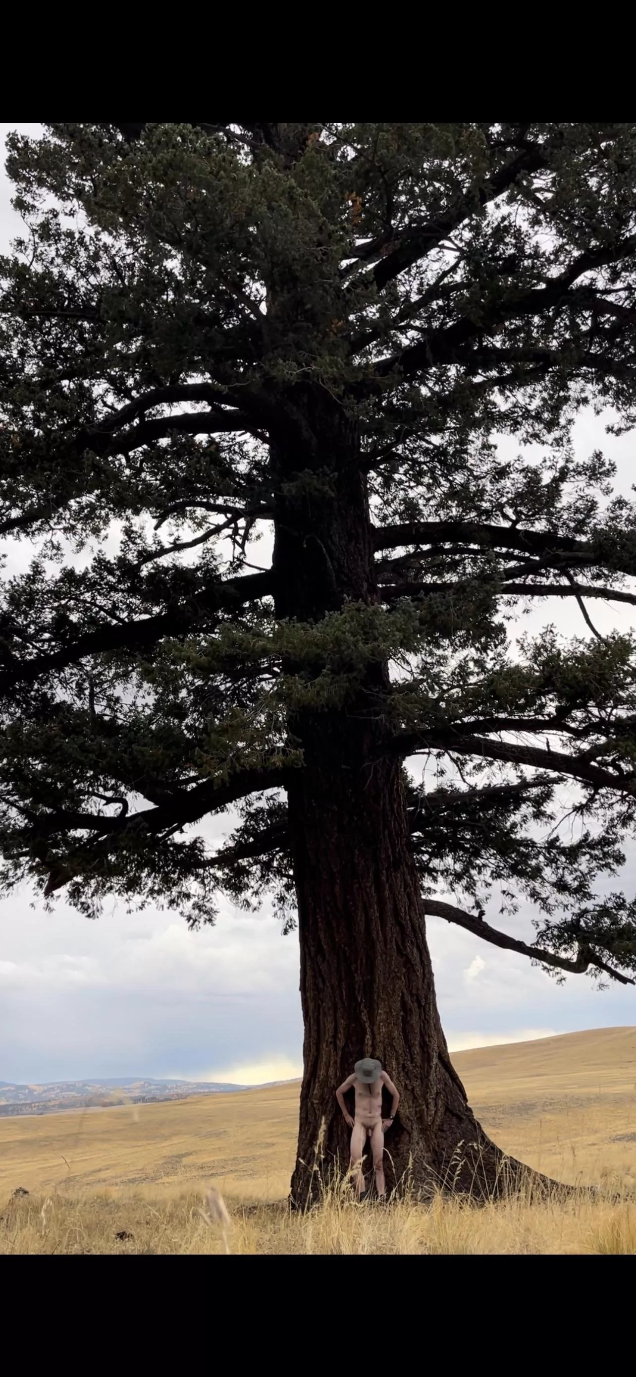 🌲Tree🌲Pose🌲Tuesday 🌲