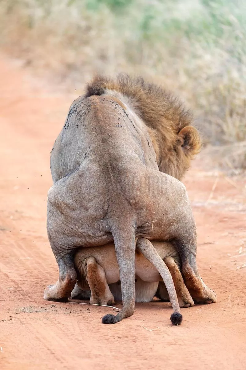 King and Queen in the Kingdom