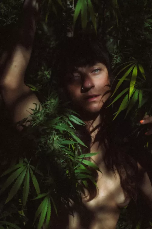 Cannacolored Daydream ✨