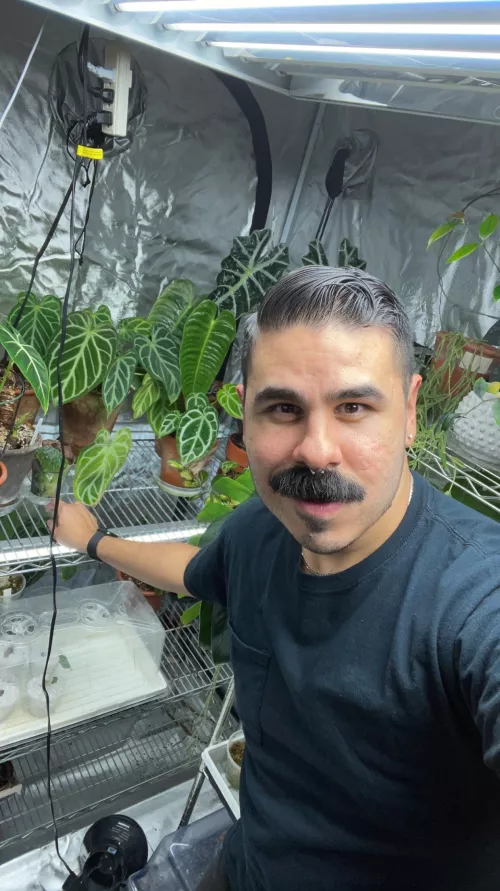 Just me and my Anthuriums 💁‍♂️🪴