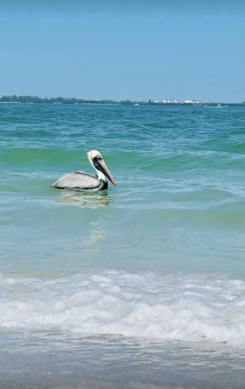Little dude swimming bye