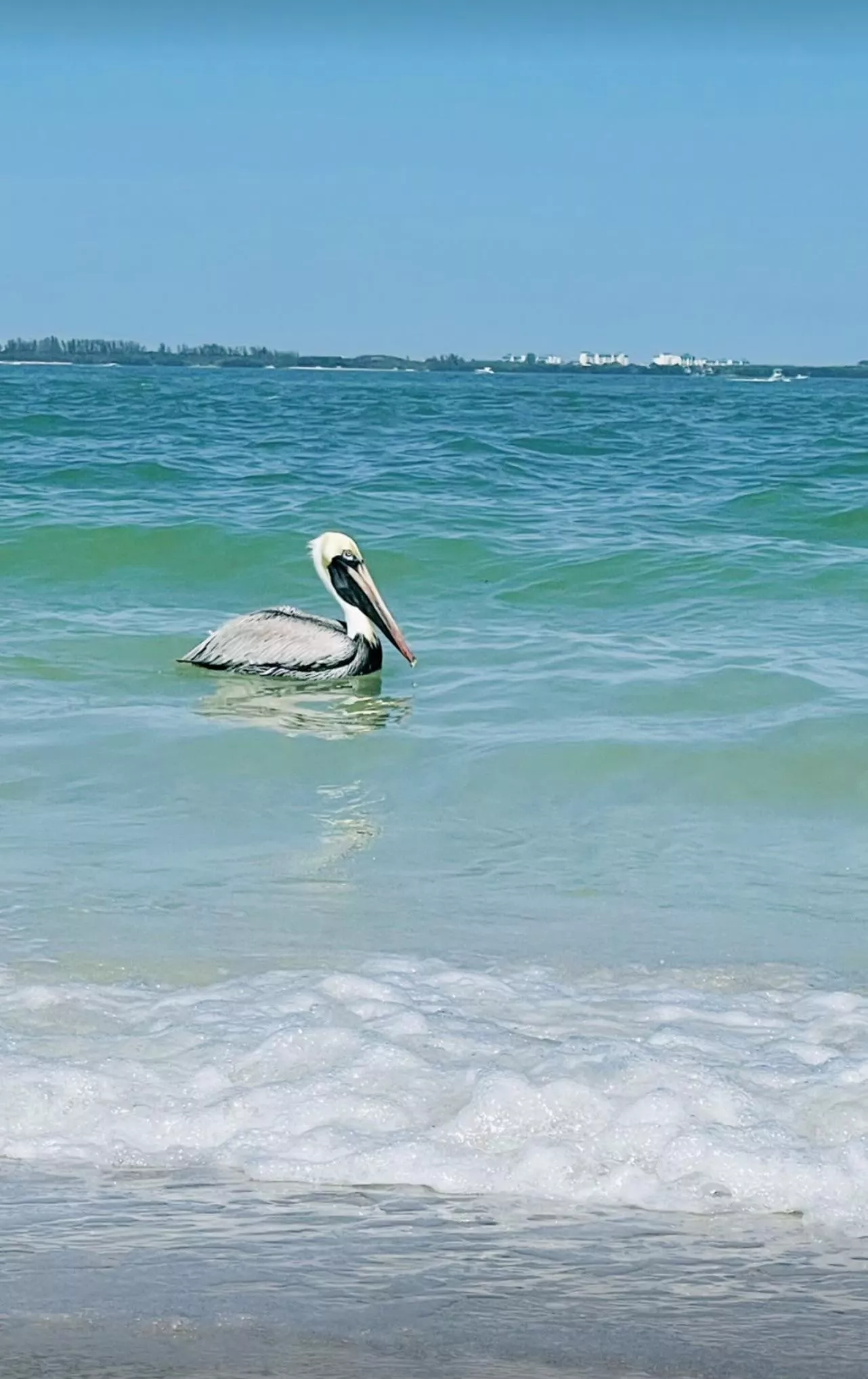 Little dude swimming bye