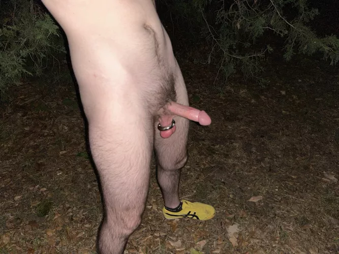 I decided to have a little walk in the woods