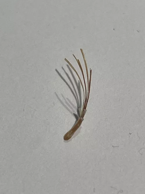 Pulled out with my fingers