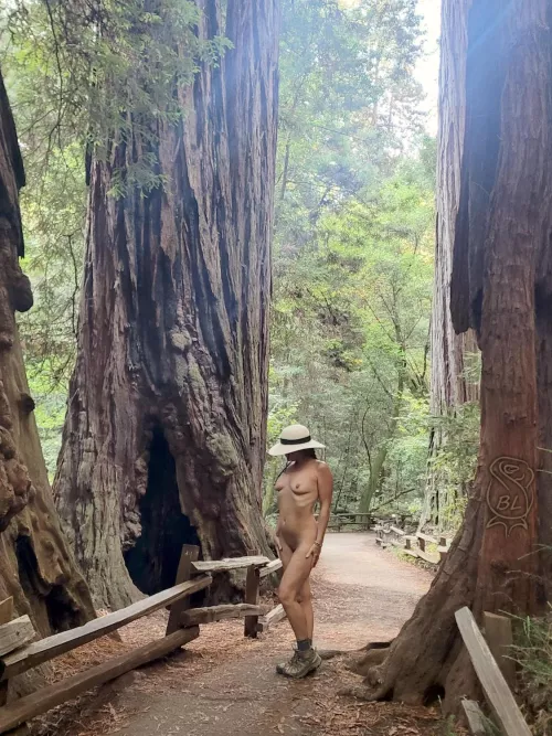 A Muir Woods Morning