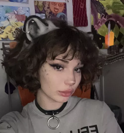 collared snow leopard