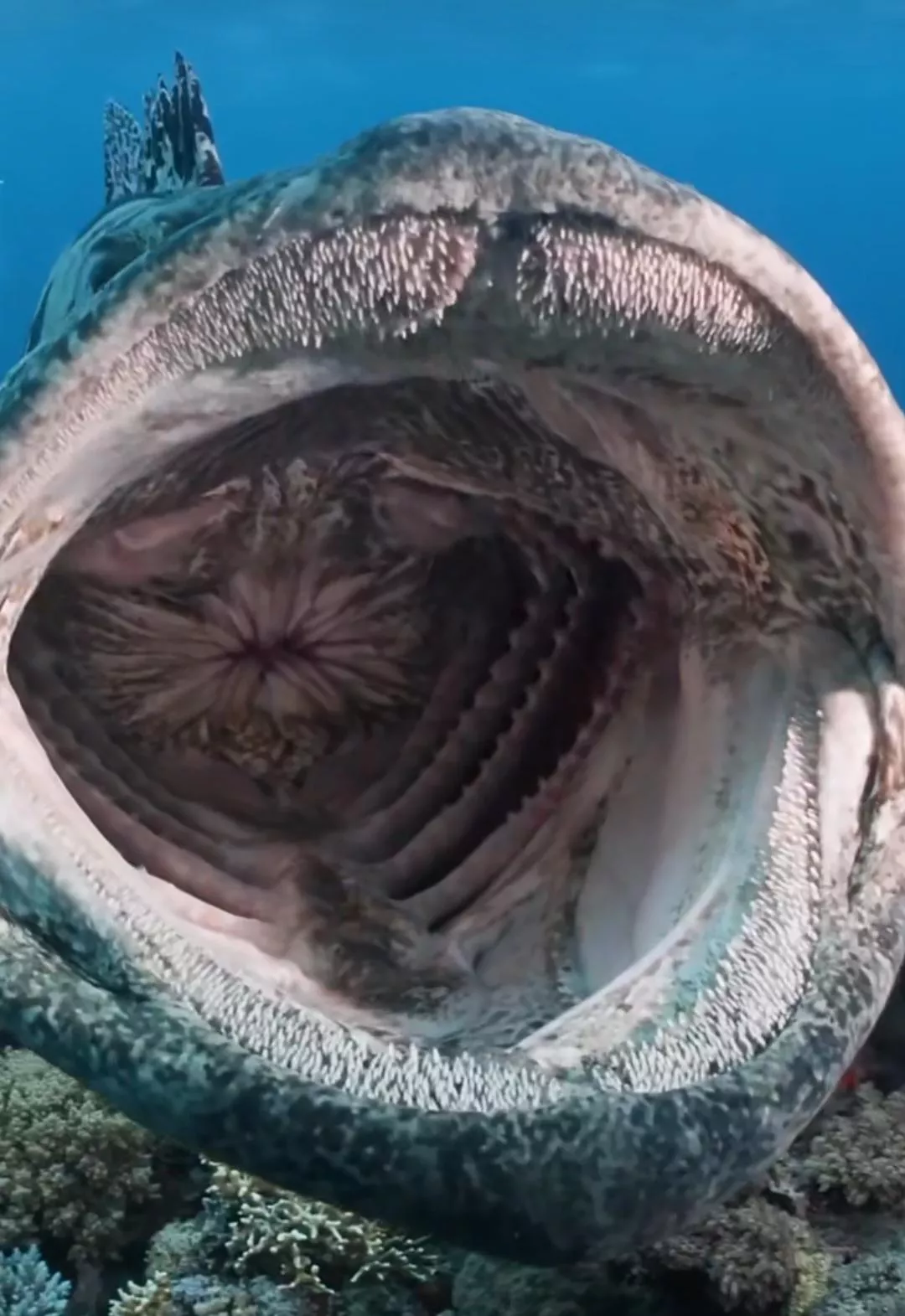 {Image} Never thought I'd be into fish vore, but...