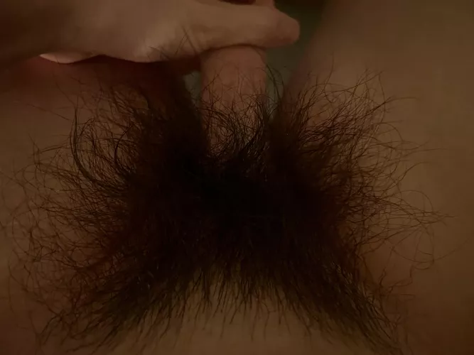 My untrimmed bush looking thick tonight!