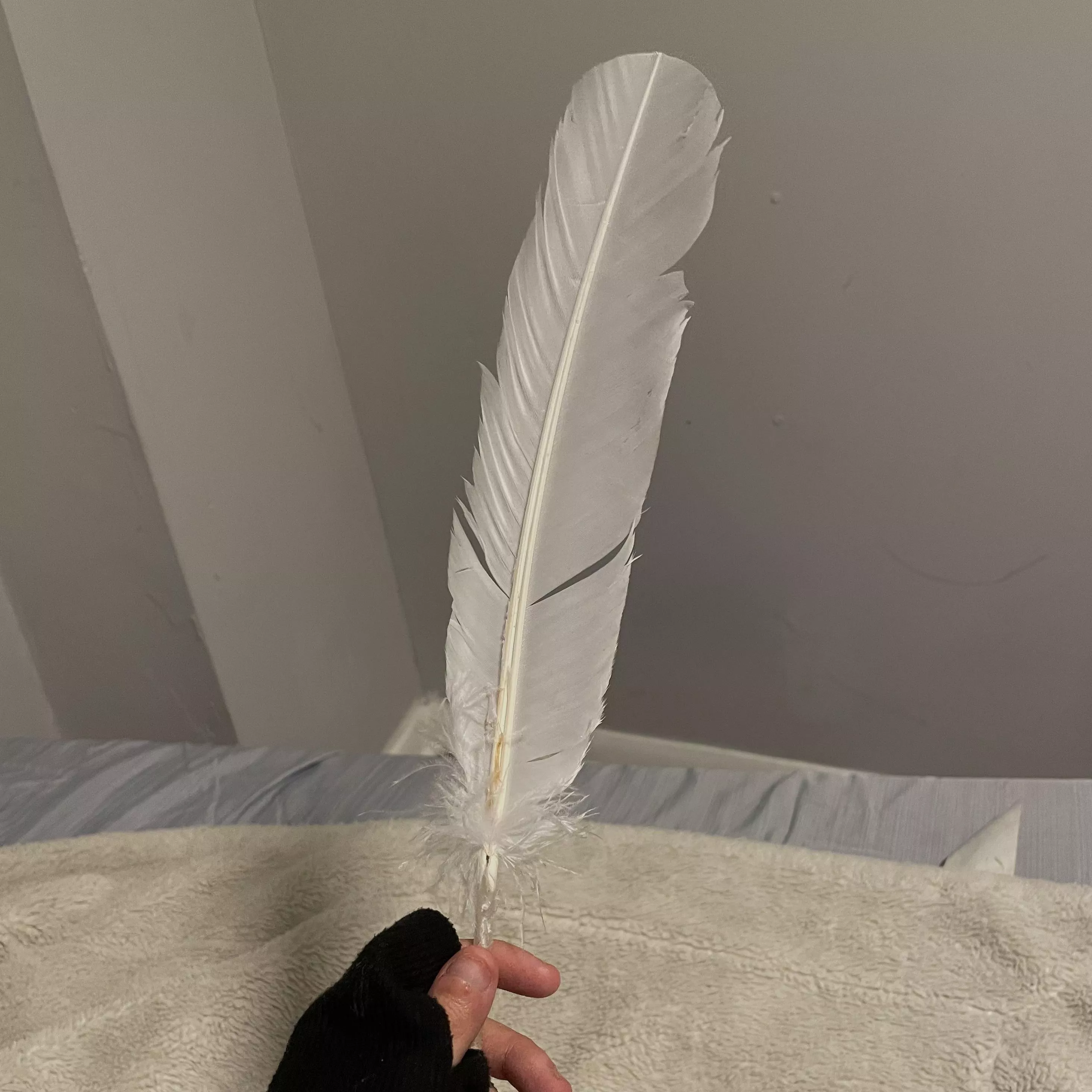 Would you enjoy it if I used this feather on you? 😈