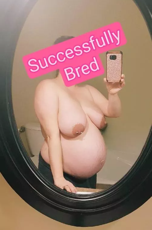 Despite getting successfully impregnated, my wife still insists on seeing her bulls  Despite getting successfully impregnated, my wife still insists on seeing her bulls