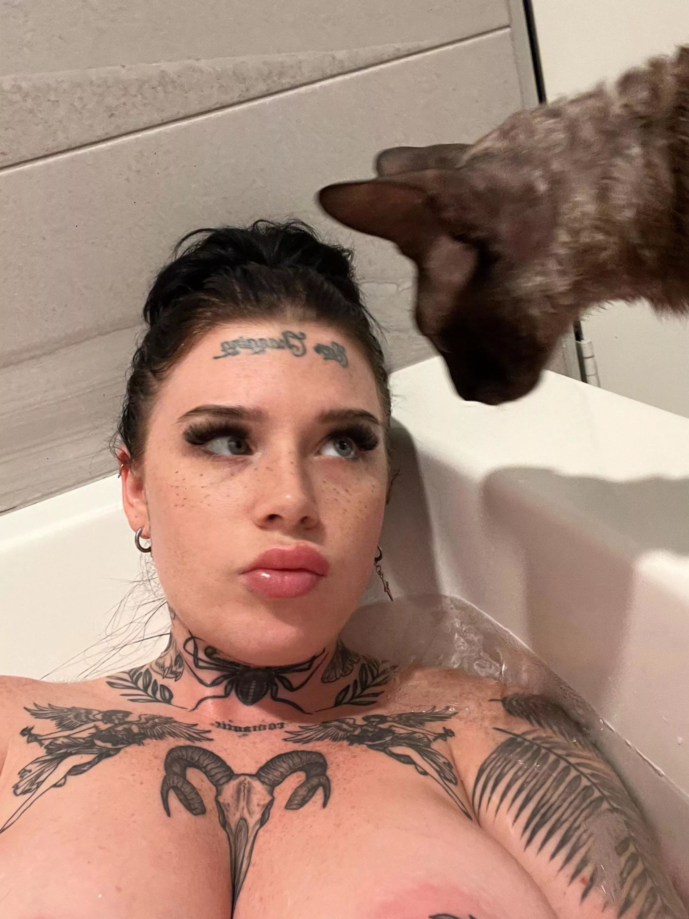 Anyone like kitties?