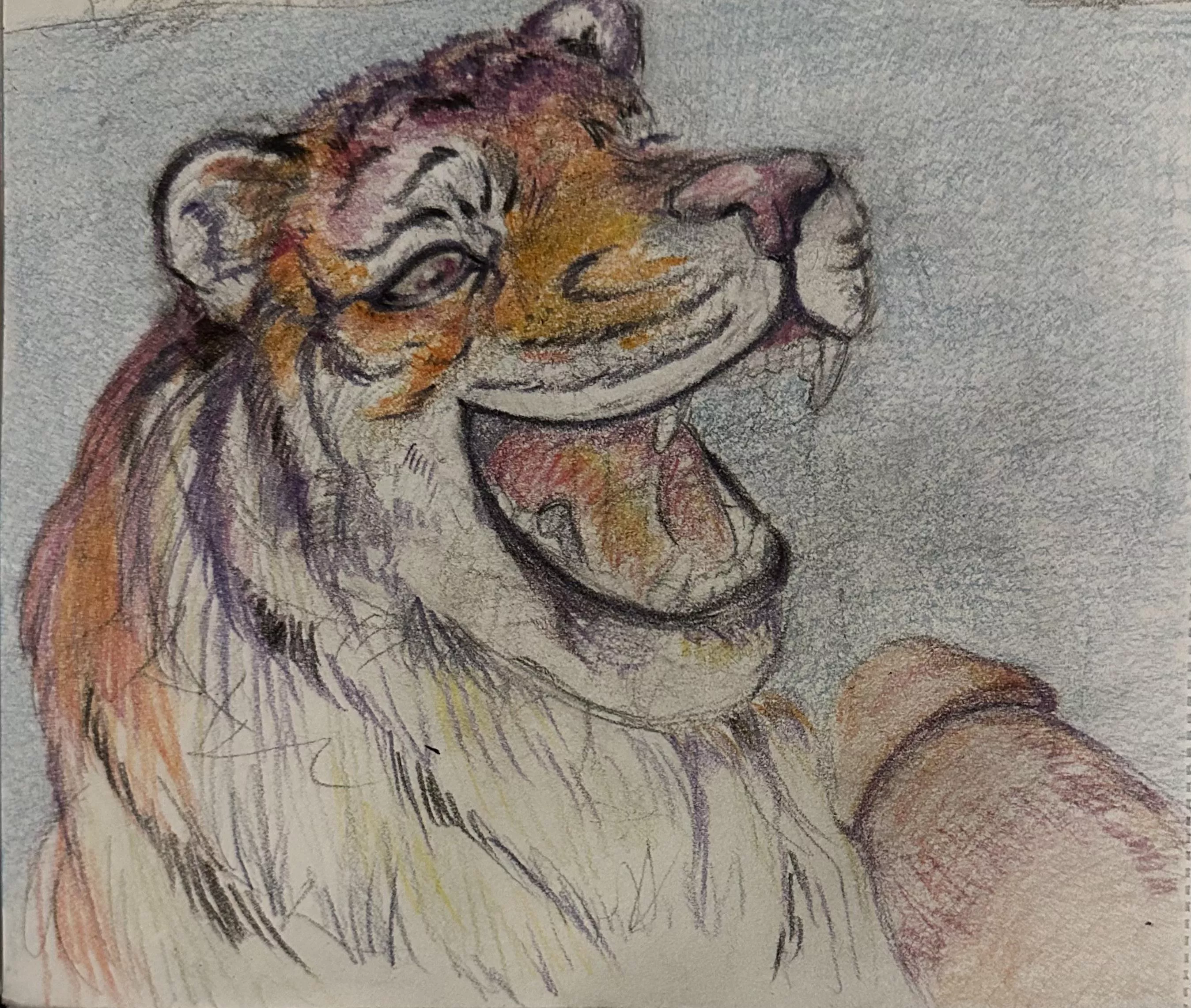 Eager Tiger (by: Me)