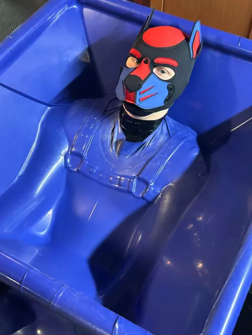 Sometimes puppies get a little bit stuck