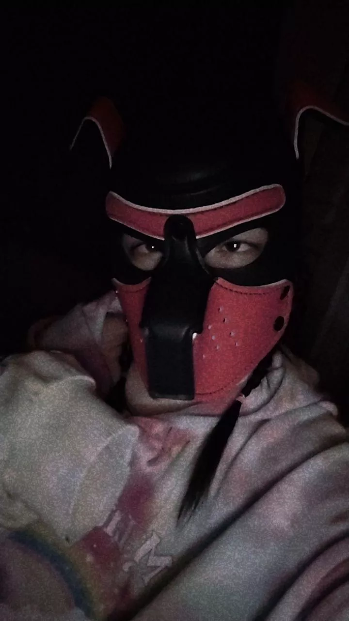 Just a silly lil pup 💗