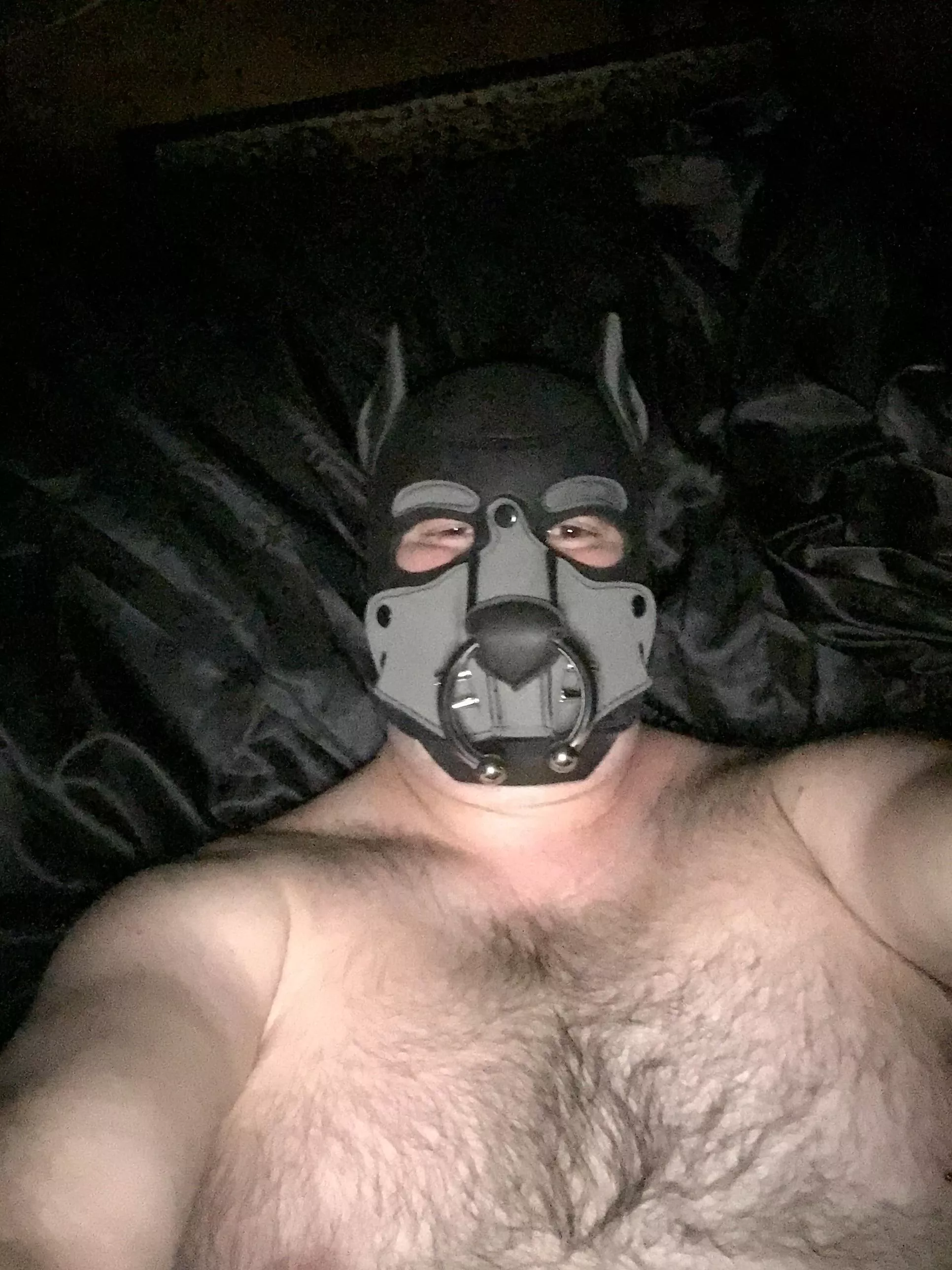 This wolf formally says hello.