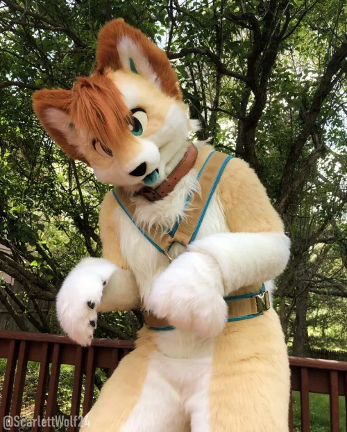 Hihi!! ✨🐾🐾 Happy Fursuit Friday!!