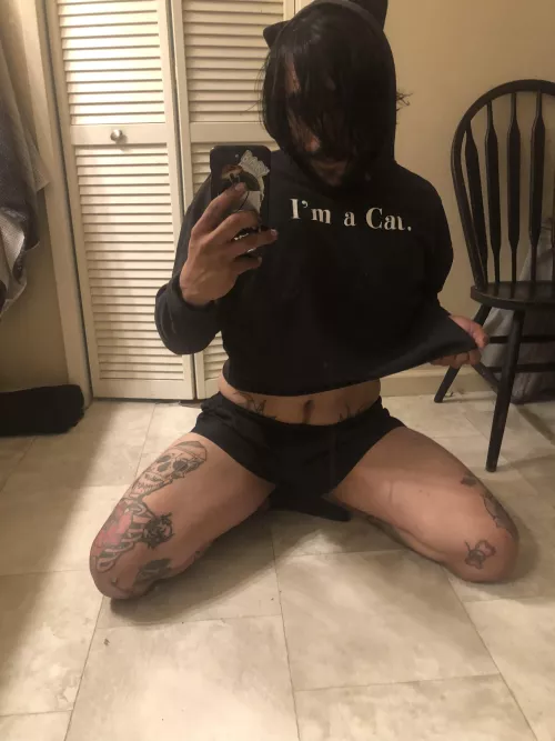 Pet me, I’m an Otter Cat 🐈‍⬛