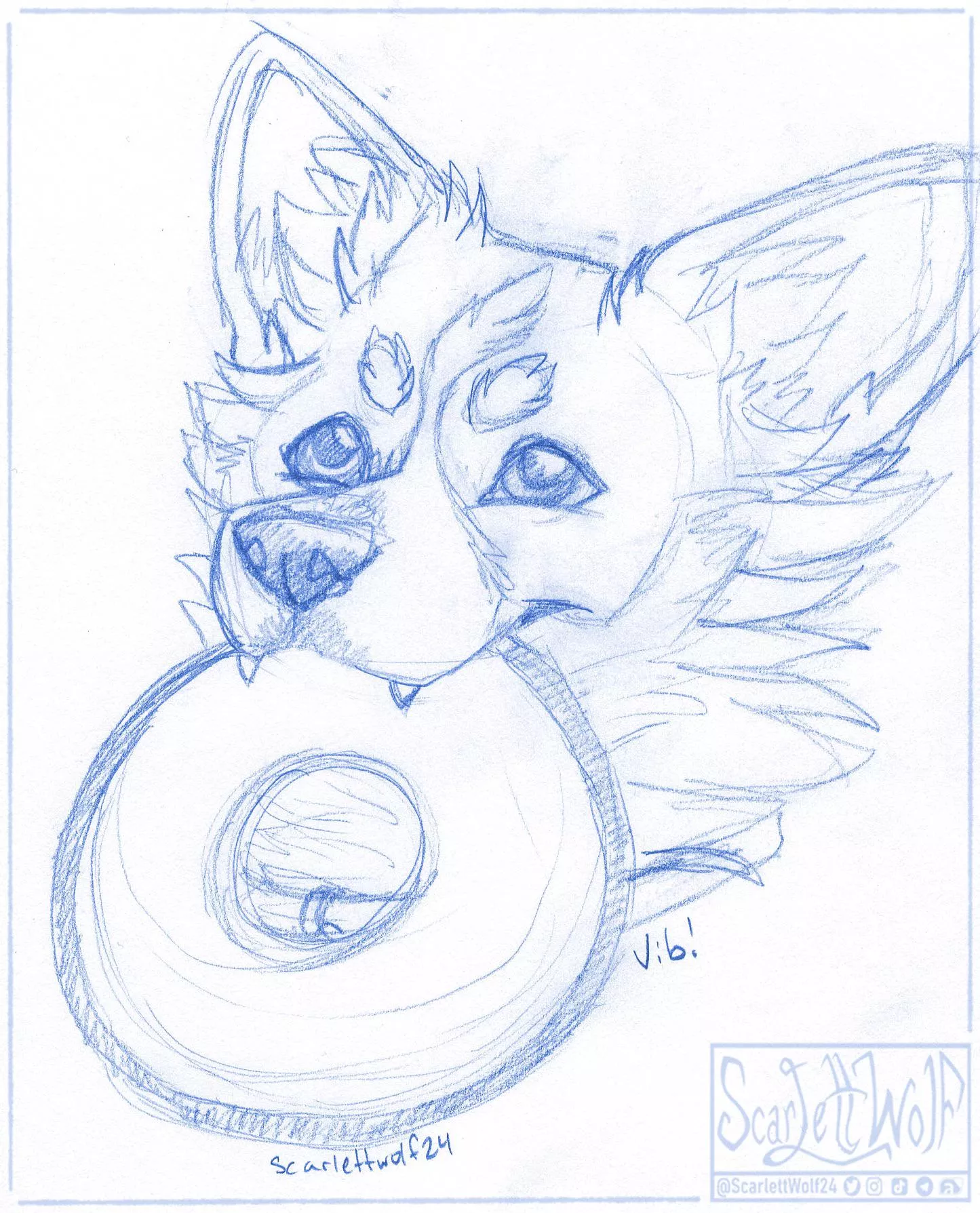 Some puppy wants to play! Throw the frisbee… please? ✨🐾