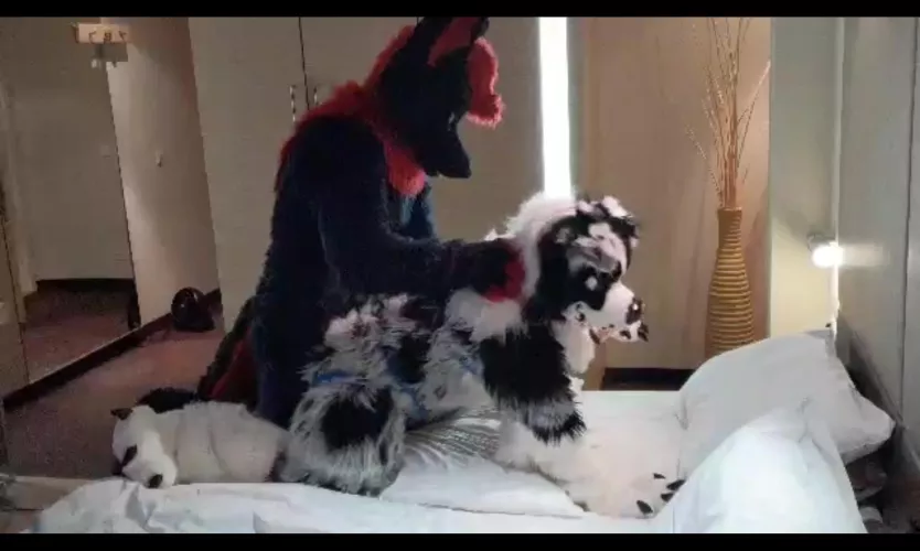 Looking for these suiters