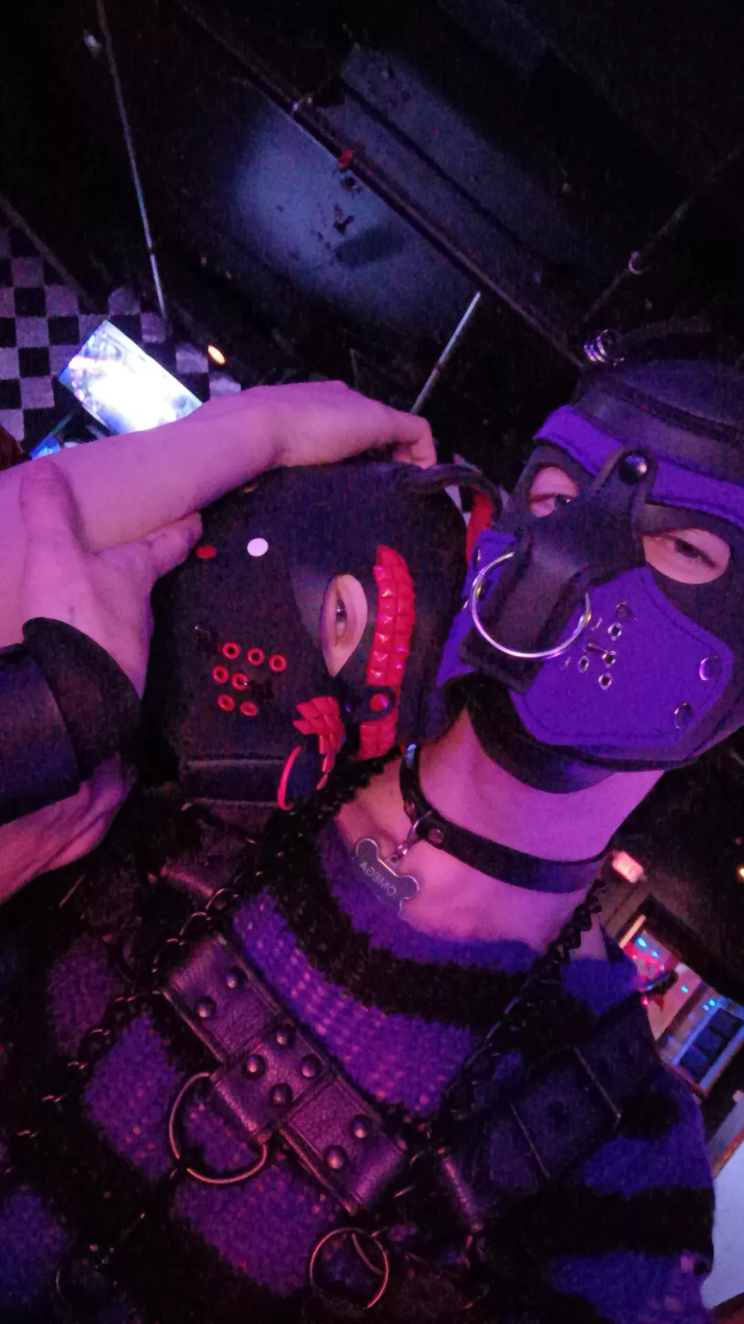 Pup brothers out at a club