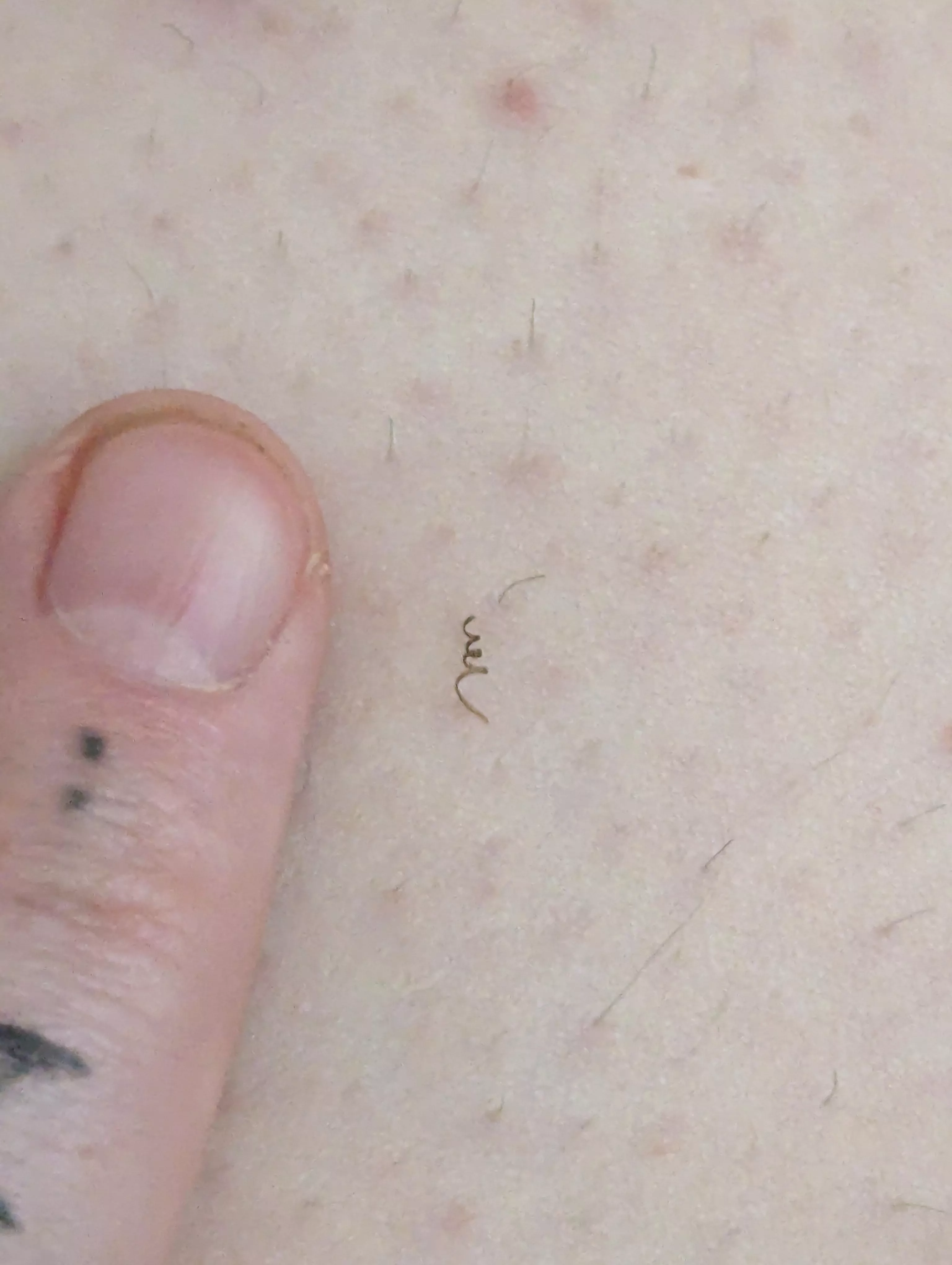 Super tight curly one from my neither regions compared to my pointer finger nail OC