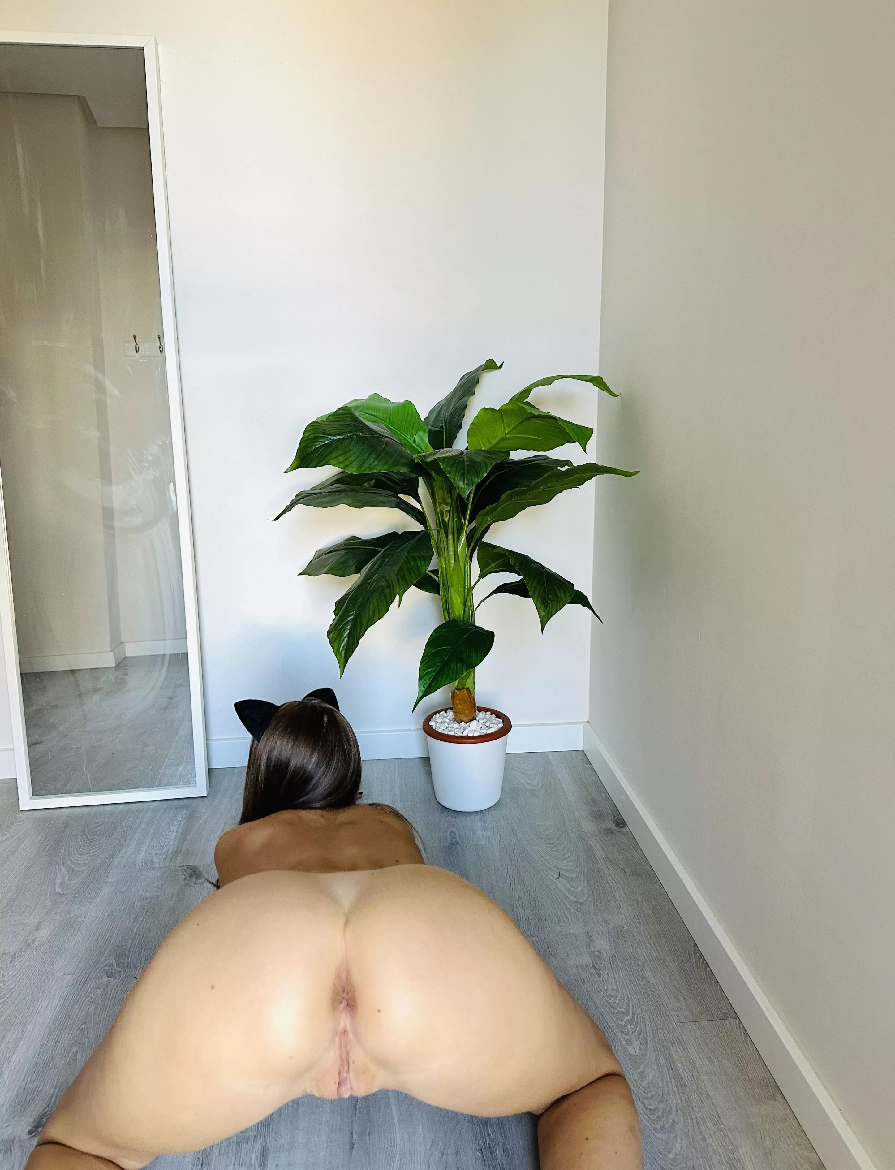 You can also take a cat like a dog