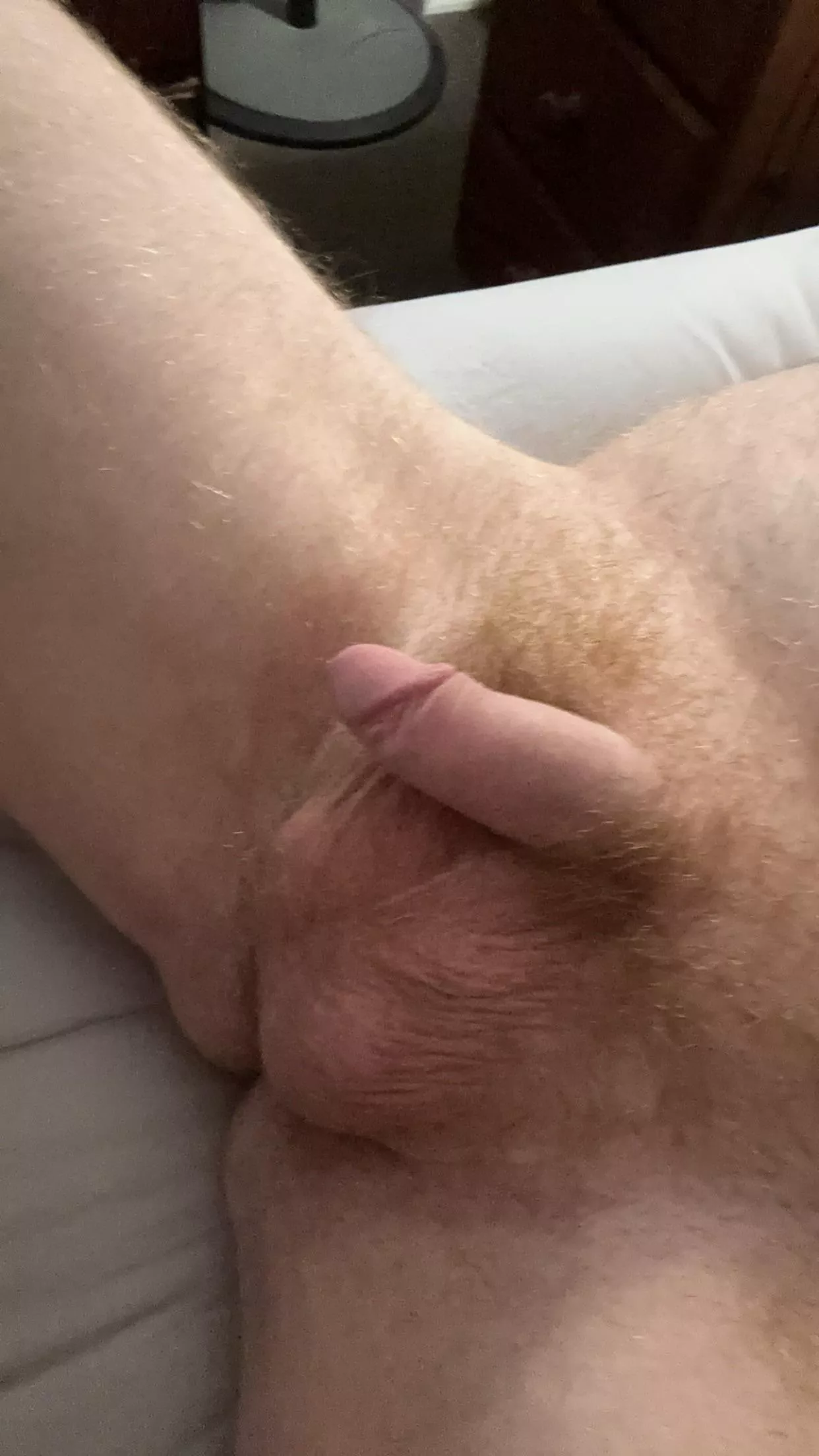 (26) Aussie softie + some balls and bush