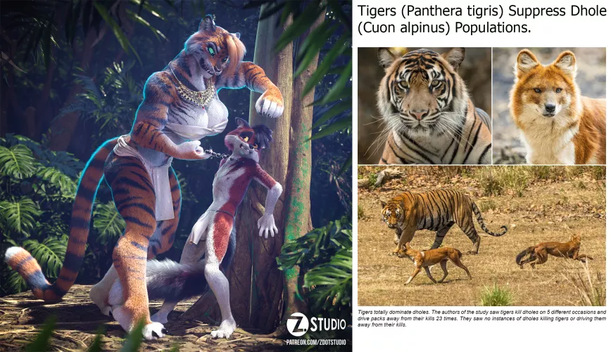 Tigers totally dominate dholes. [MF] (zdotstudio)