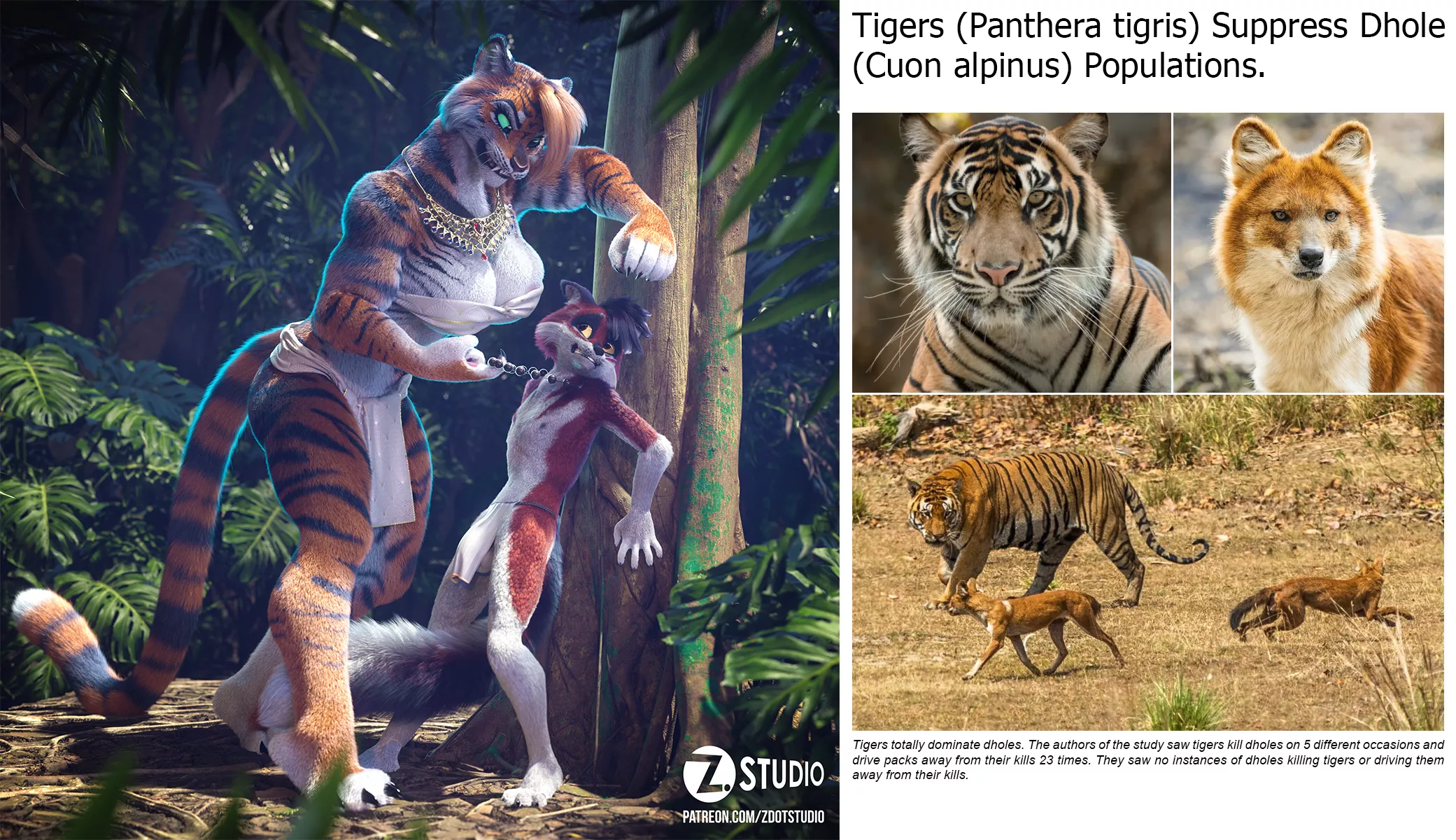 Tigers totally dominate dholes. [MF] (zdotstudio)