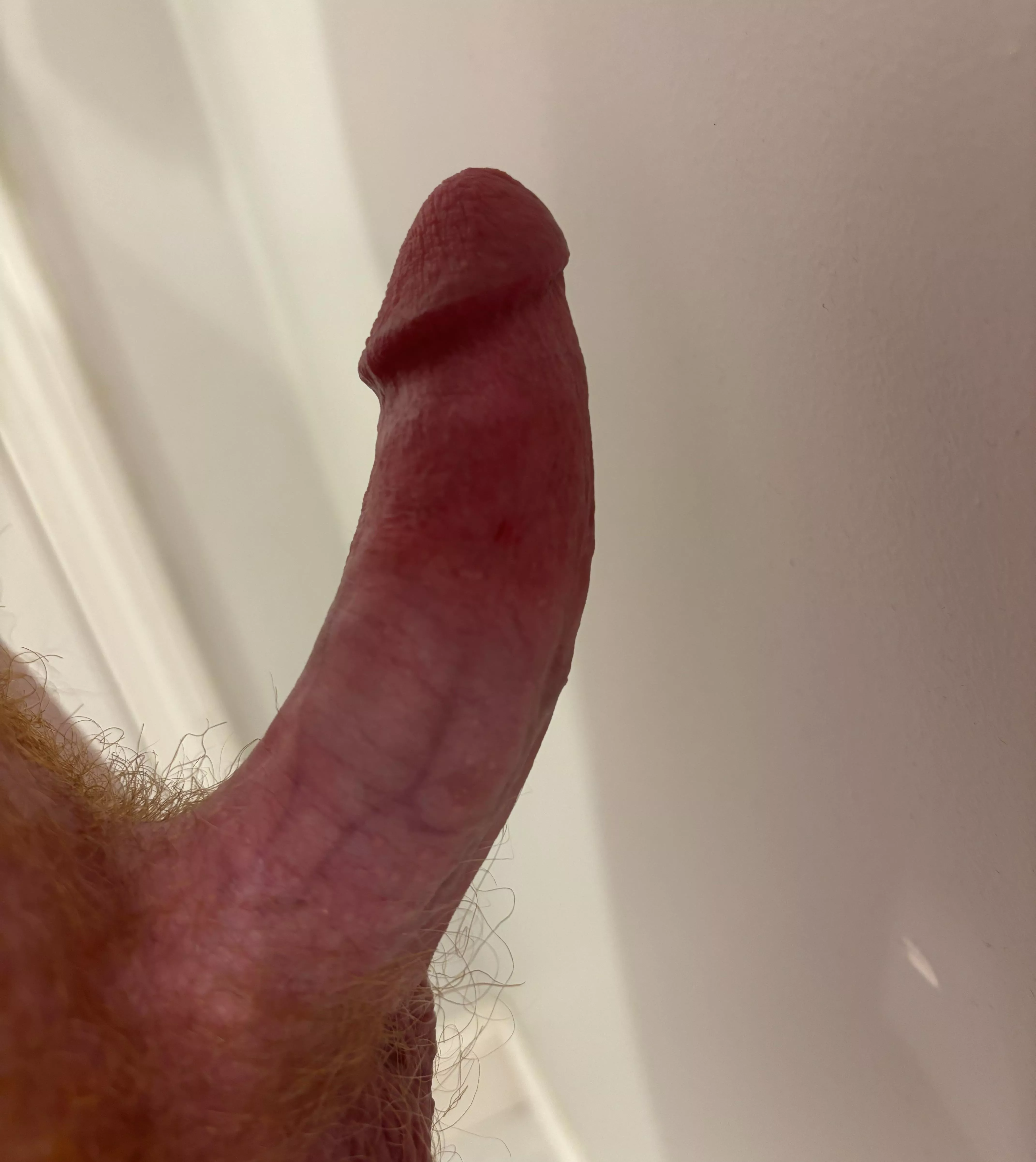 Morning Birthday cock