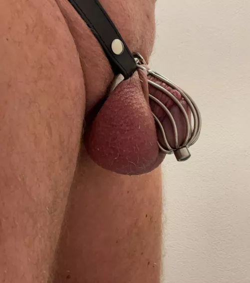 Since 2021 my little cock has been in the cage, I am no longer allowed to fuck my wife...only licking and orgasm in the cage and I love it☺️
