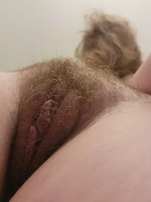 Over the bridge and through the forest