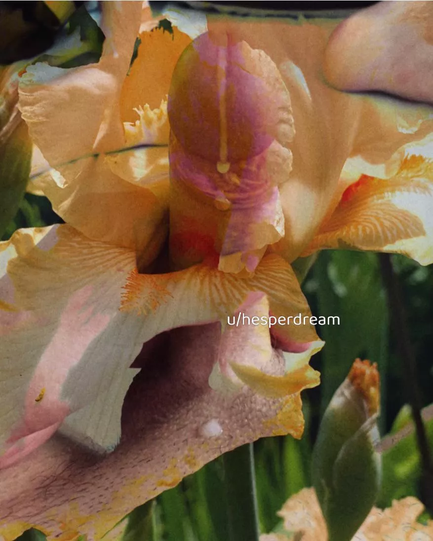 My artistic dick pick 🌸