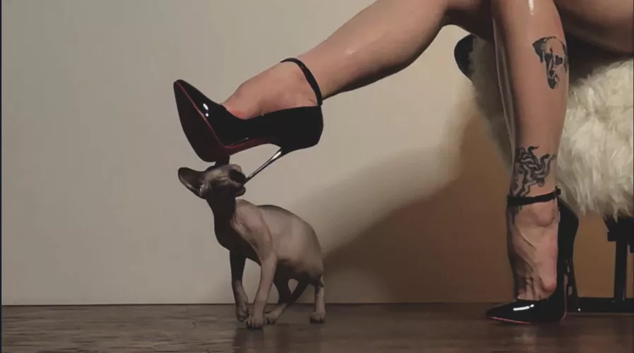 My cat like them too