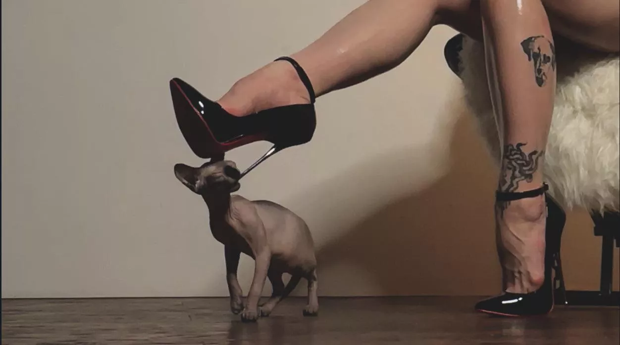 My cat like them too