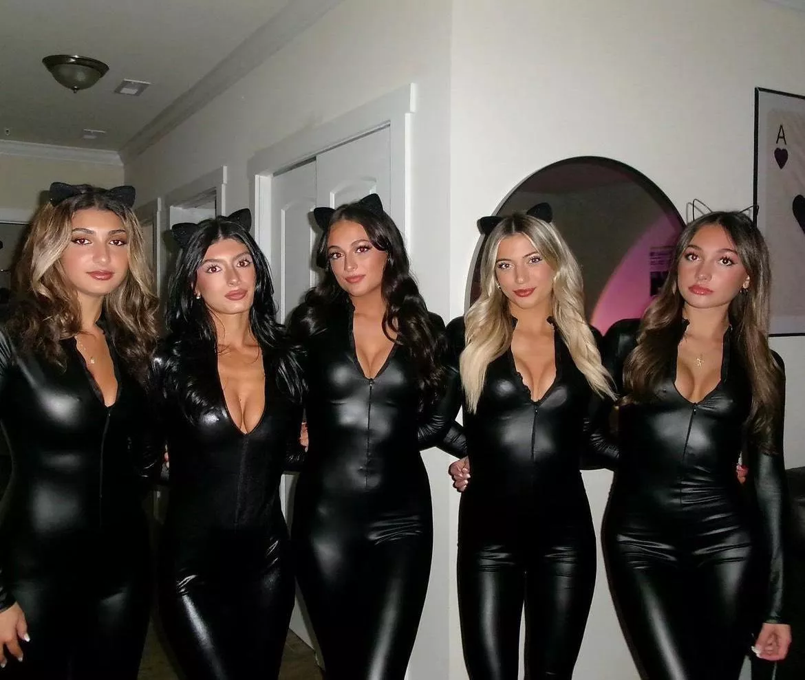 Which cat are you picking?