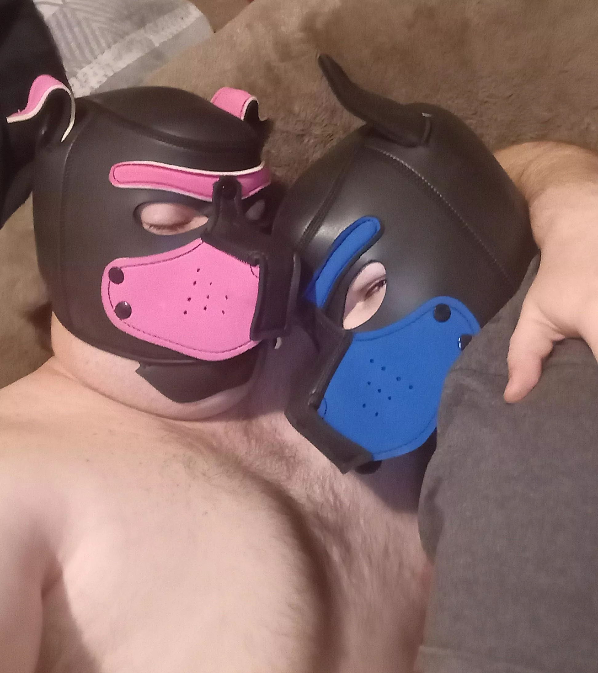 BF wanted a hood 🐶