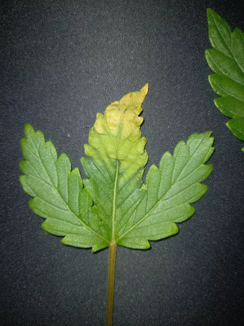 Hey , got some trouble if somone can gives me some explanation :) Have a great day m8 😶‍🌫️😎