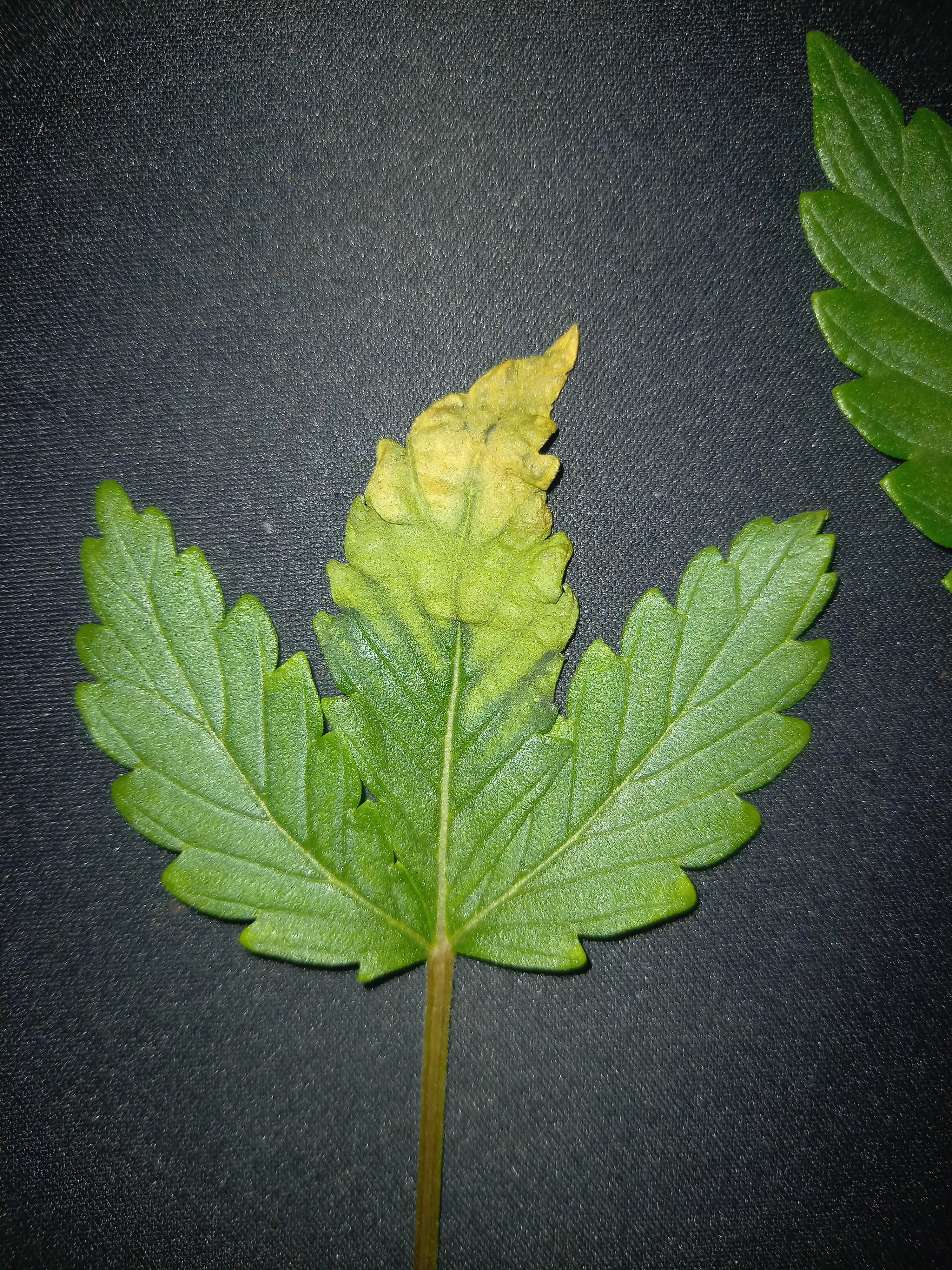 Hey , got some trouble if somone can gives me some explanation :) Have a great day m8 😶‍🌫️😎