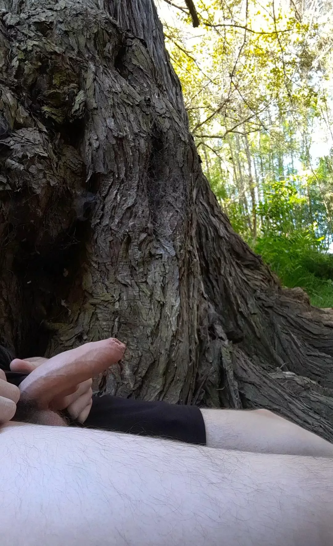 Semi wood in the woods